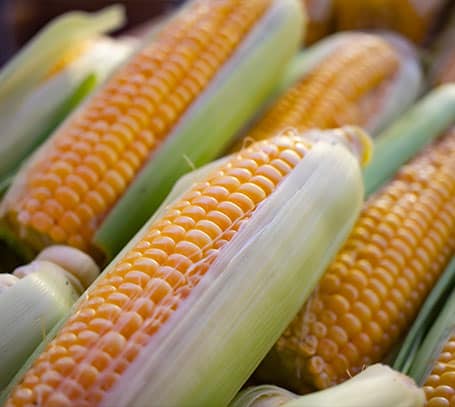 close up of ears of corn